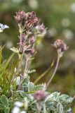 Potentilla divina. Верхушки плодоносящих растений. Карачаево-Черкесия, Карачаевский р-н, правый борт ущелья Кичкинекол, дол. р. Таллычат, \"Поляна крокусов\", ≈ 2810 м н.у.м, каменистый альпийский луг. 13.08.2026.