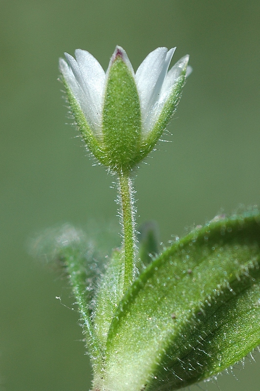 Image of Cerastium holosteoides specimen.