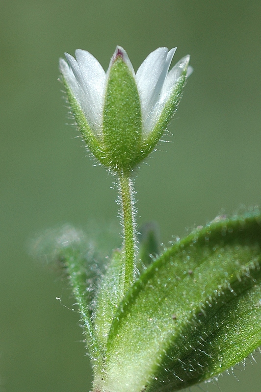 Изображение особи Cerastium holosteoides.