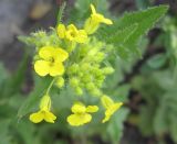 Sisymbrium loeselii. Соцветие. Новосибирская обл., Карасукский р-н, с. Благодатное. 26.05.2011.