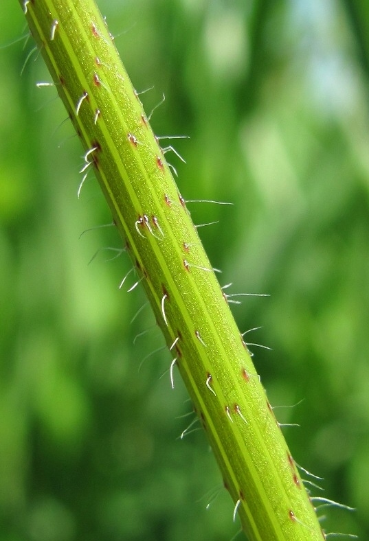 Изображение особи Chaerophyllum prescottii.