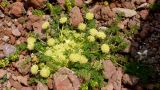 Chamaesciadium acaule