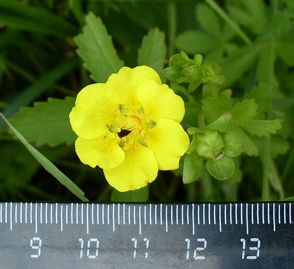 Image of Potentilla reptans specimen.