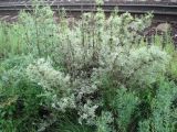 genus Artemisia