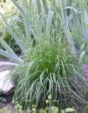Plantago salsa