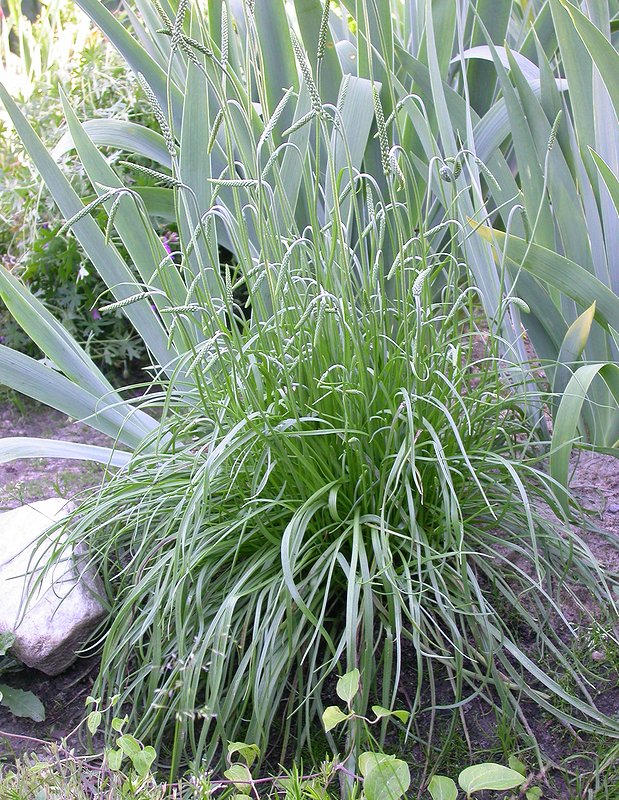 Image of Plantago salsa specimen.