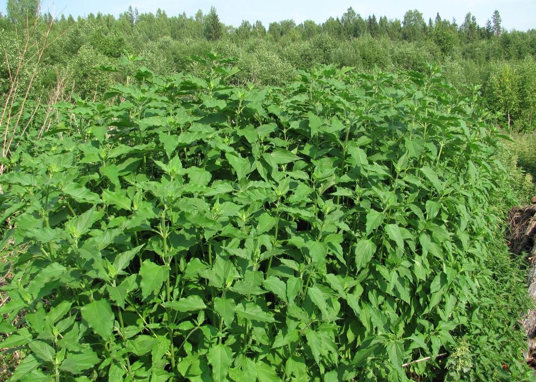 Image of Helianthus tuberosus specimen.