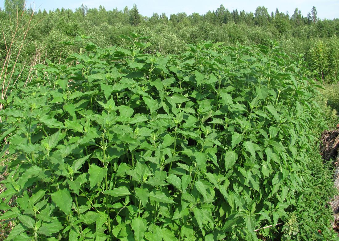 Изображение особи Helianthus tuberosus.