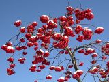 Sorbus aucuparia