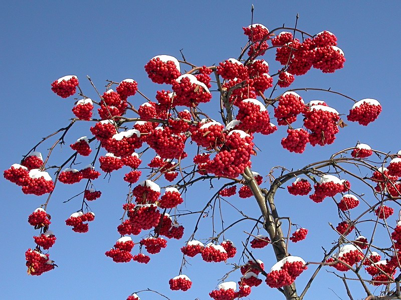 Image of Sorbus aucuparia specimen.