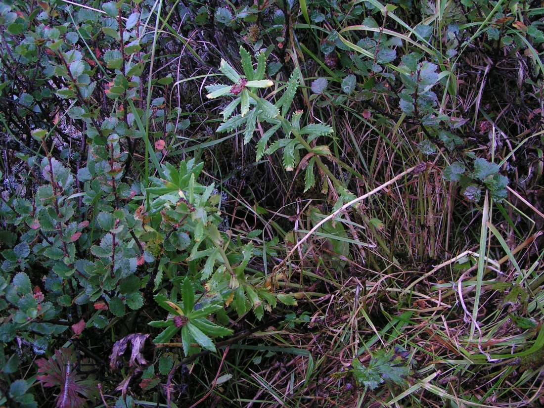 Image of Rhodiola krylovii specimen.