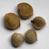 Image of taxon representative. Author is Дмитрий Орешкин