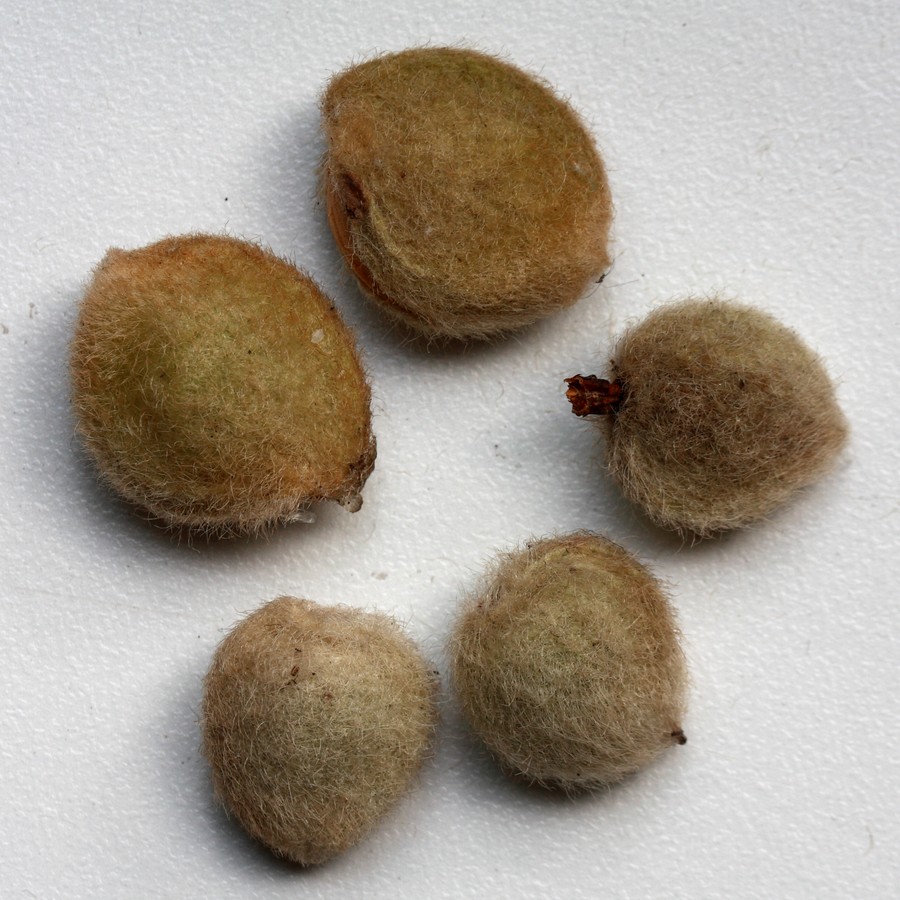 Image of genus Amygdalus specimen.