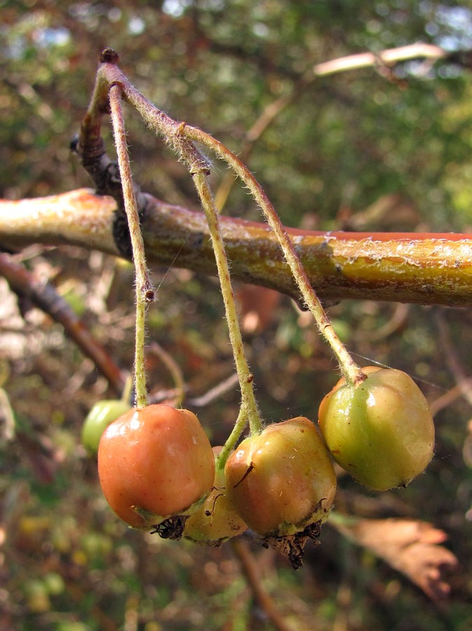 Изображение особи Crataegus sphaenophylla.