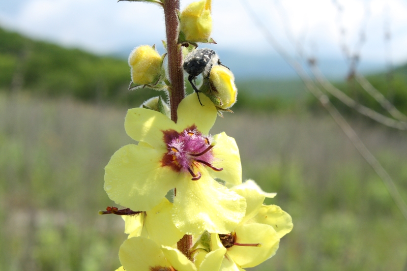 Image of Verbascum blattaria specimen.
