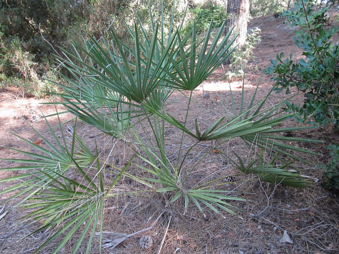 Image of Chamaerops humilis specimen.