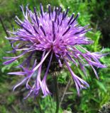 View full-size image Centaurea scabiosa