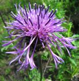 Centaurea scabiosa