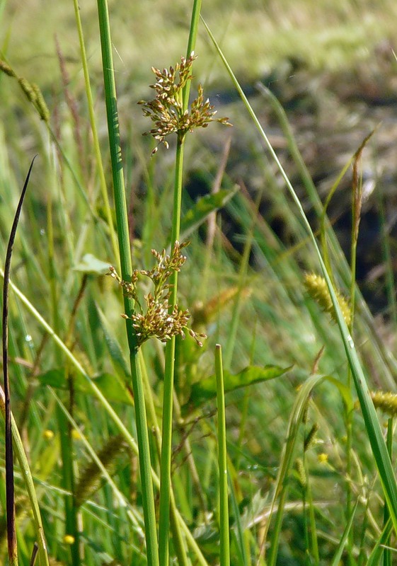 Изображение особи Juncus effusus.