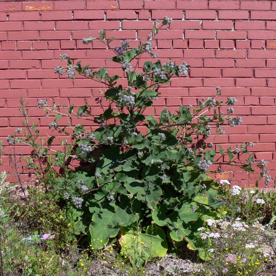 Изображение особи Arctium tomentosum.