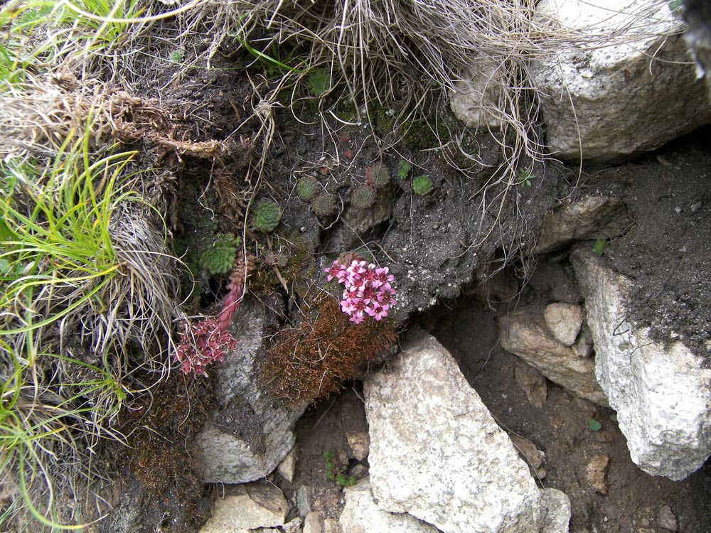 Image of Prometheum pilosum specimen.