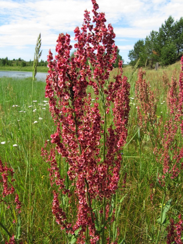 Изображение особи Rumex thyrsiflorus.