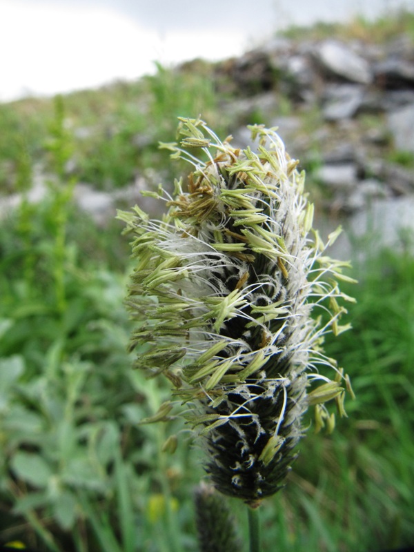 Image of Alopecurus alpinus specimen.