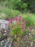 Melampyrum arvense