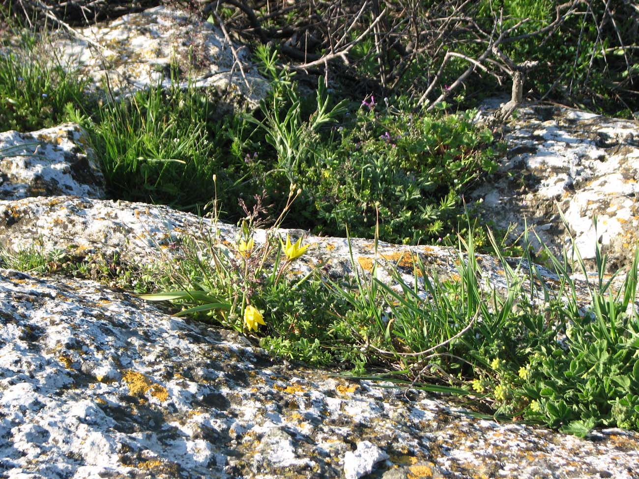 Image of Tulipa scythica specimen.