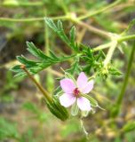 Erodium ciconium