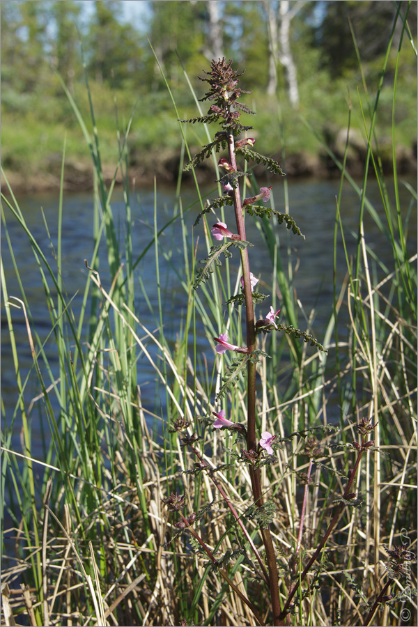 Изображение особи Pedicularis palustris.