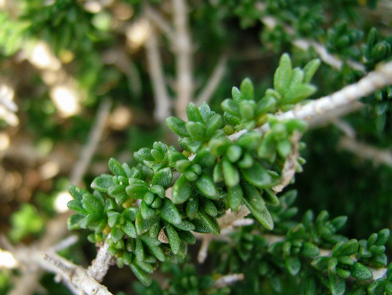 Image of Thymbra capitata specimen.