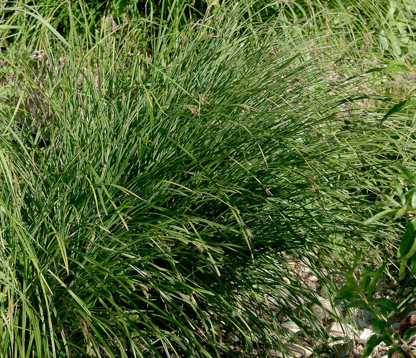 Image of Carex augustinowiczii specimen.