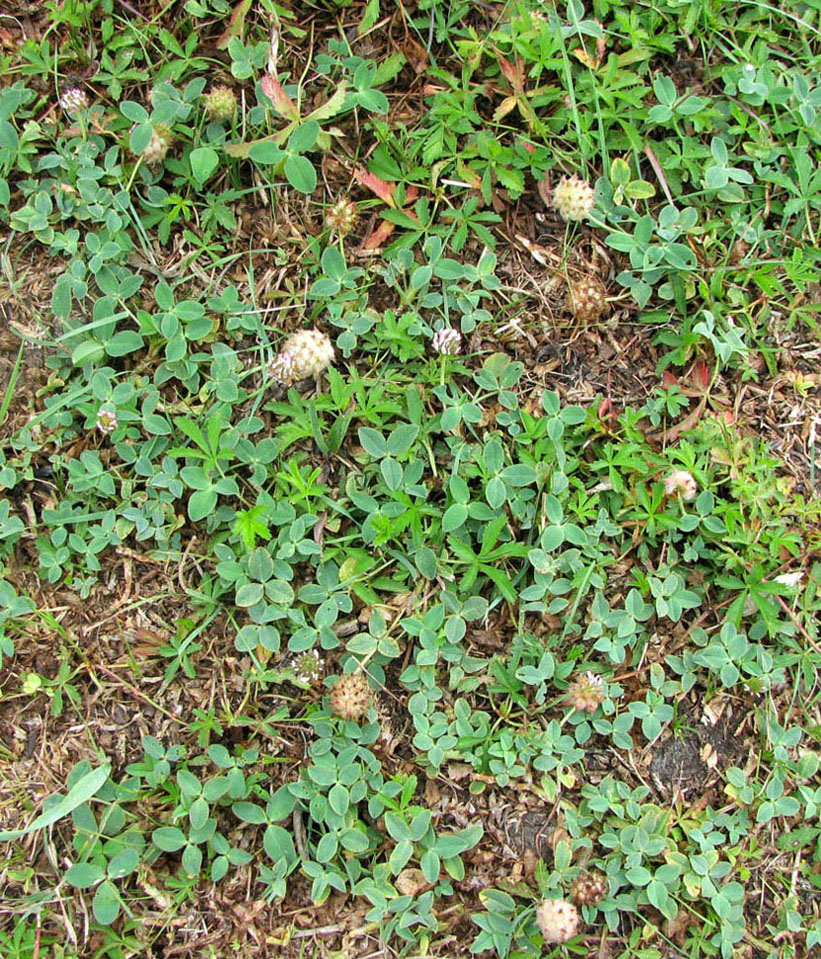Image of Trifolium fragiferum specimen.