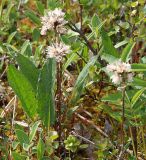 Saussurea alpina. Листья и сухие прошлогодние цветоносные побеги с остатками корзинок. Мурманская обл., Кандалакшский р-н, окр. пос. Лувеньга, южный склон гор Лувеньгские Тундры, тундровый пояс, 350 м н.у.м. 01.07.2010.