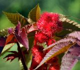 Ricinus communis. Плоды на верхушке стебля. Московская обл., дачный участок. 03.09.2007.