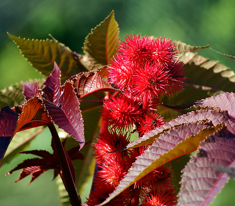 Изображение особи Ricinus communis.