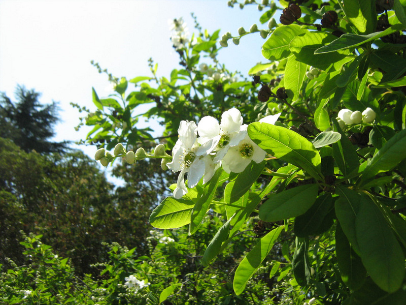 Image of Exochorda korolkowii specimen.