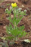 Ranunculus oxyspermus