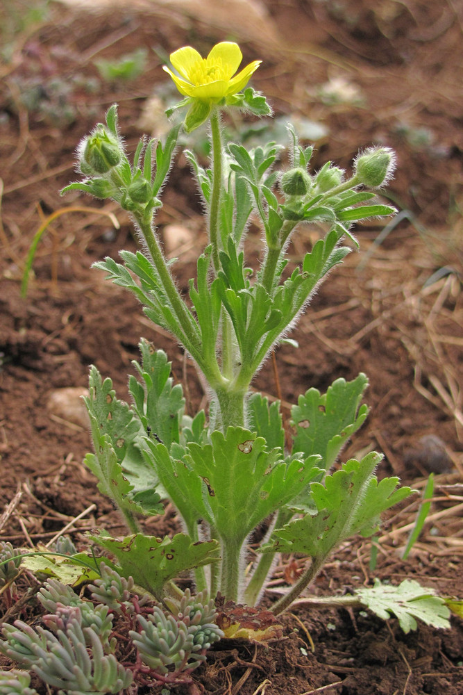 Изображение особи Ranunculus oxyspermus.