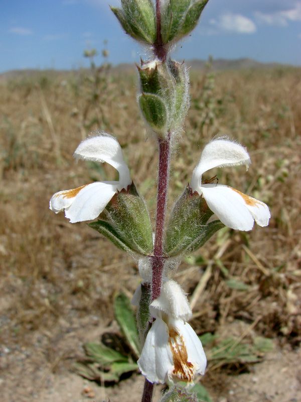 Image of Phlomoides uniflora specimen.