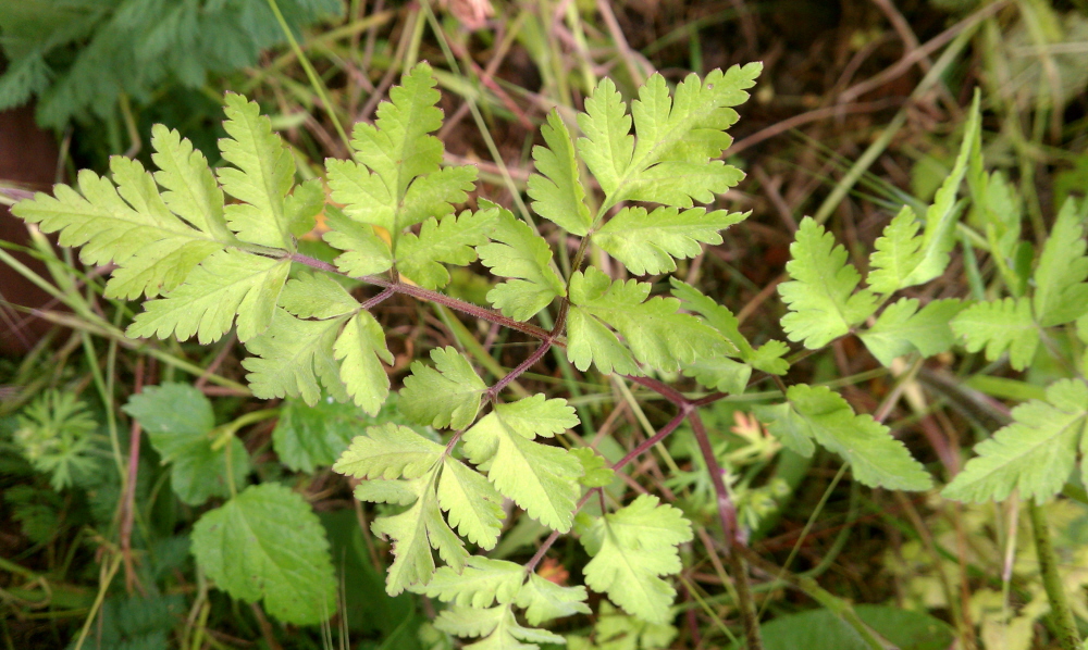 Изображение особи Chaerophyllum temulum.