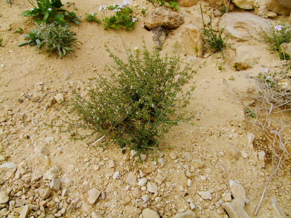 Image of Salvia aegyptiaca specimen.