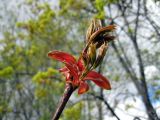 Acer platanoides