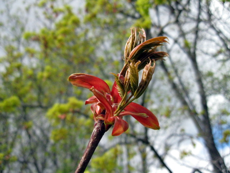 Image of Acer platanoides specimen.