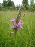 Dactylorhiza fuchsii