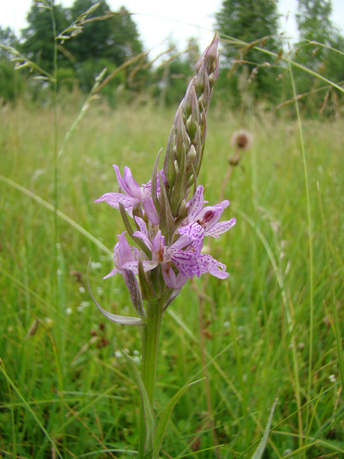 Изображение особи Dactylorhiza fuchsii.