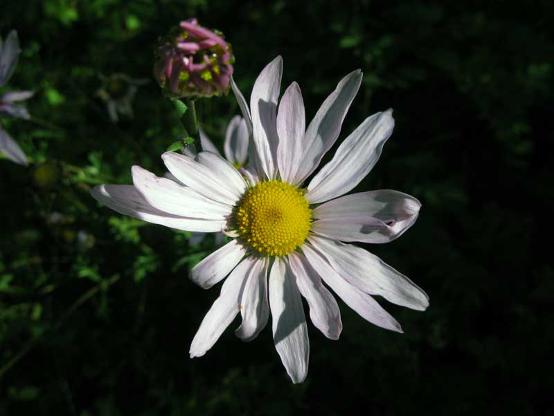 Изображение особи Chrysanthemum zawadskii.