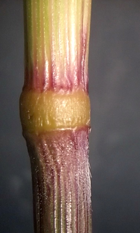 Image of Calamagrostis barbata specimen.