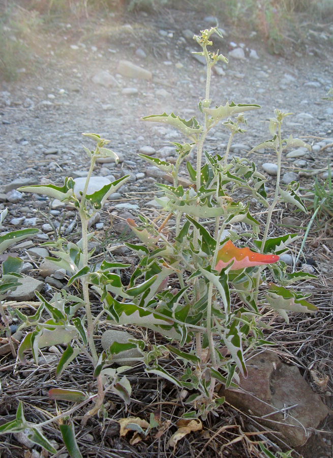 Изображение особи Atriplex aucheri.